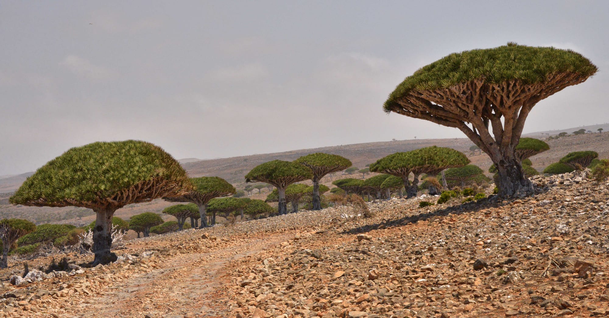 Umbrella-shaped trees with dense flat crowns and bare trunks scattered across a stony highland plateau