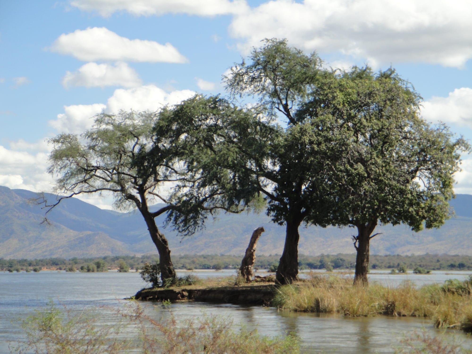 Tall acacia trees on a grassy island in a wide river, with blue escarpment hills behind under white clouds